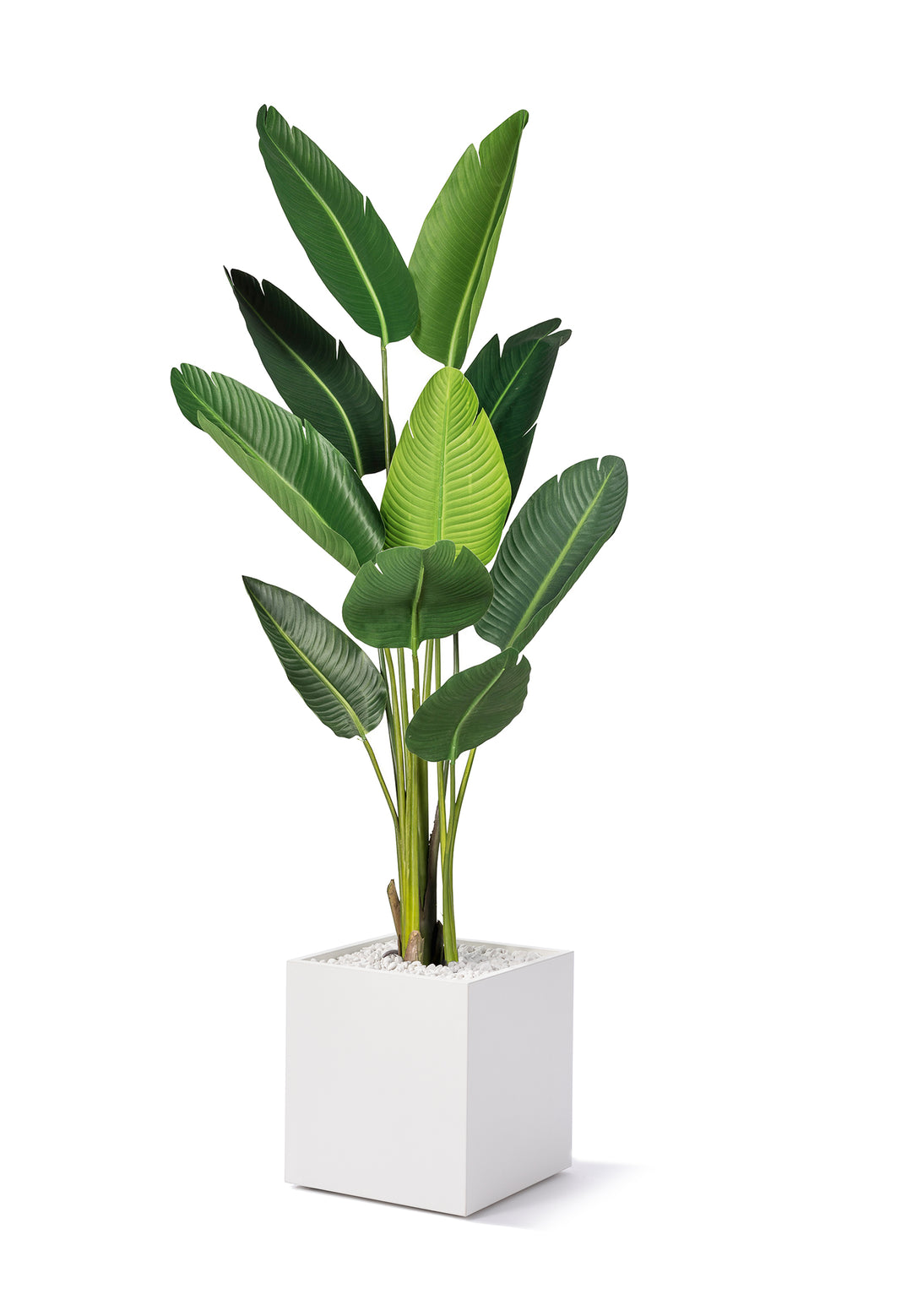 Bananenblatt, 1600mm - Primo Vero