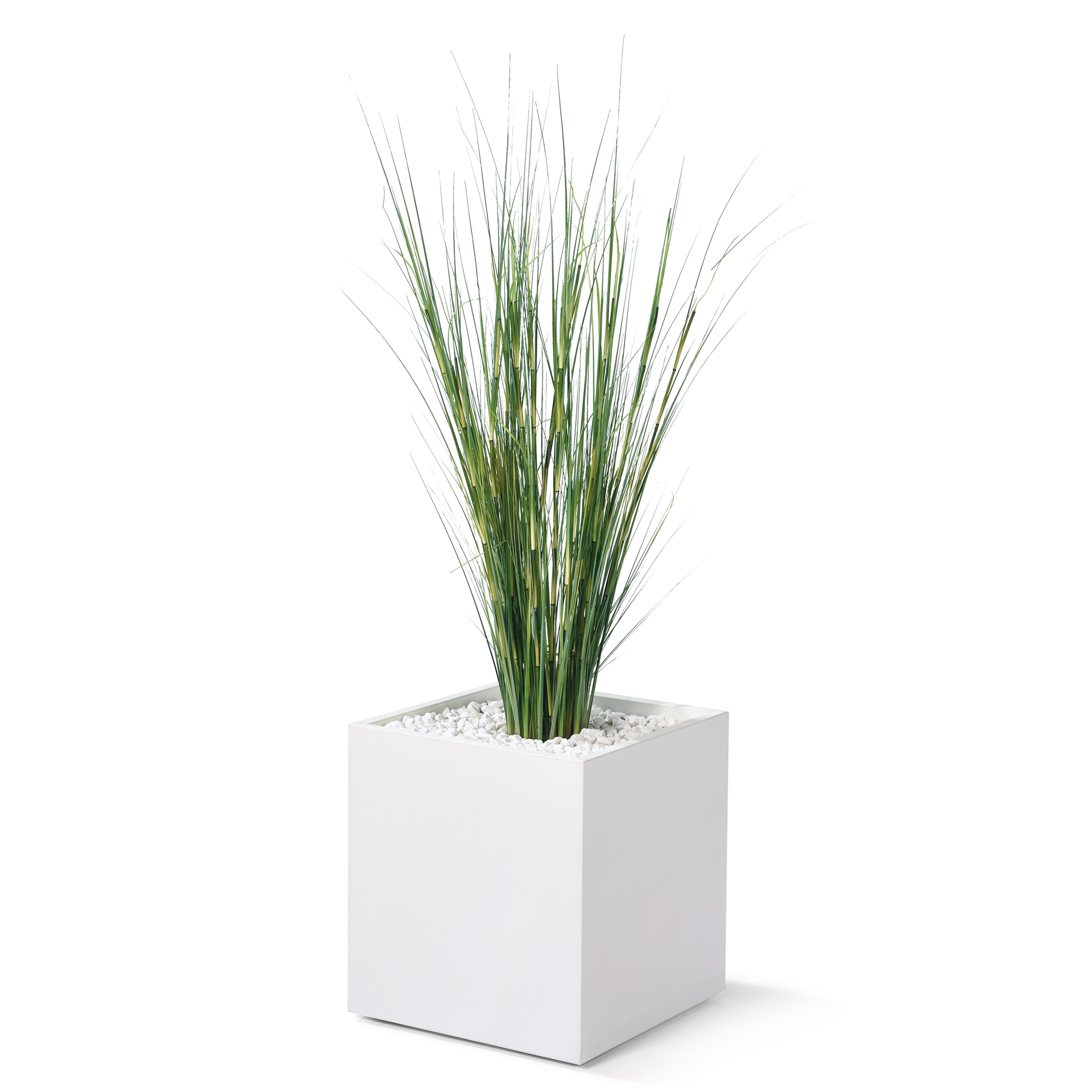 Seegras Equisetumgras, ca. 950mm