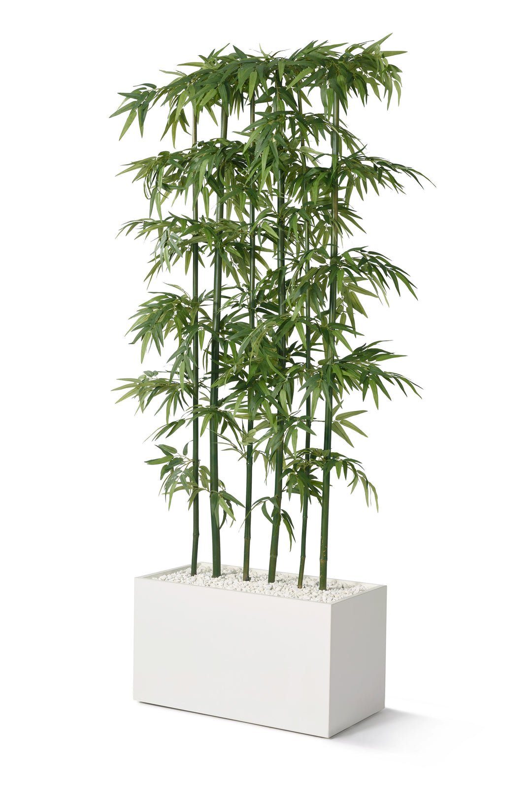 Bambusraumteiler x 5, ca. 1650mm, Naturstamm grün - Primo Vero