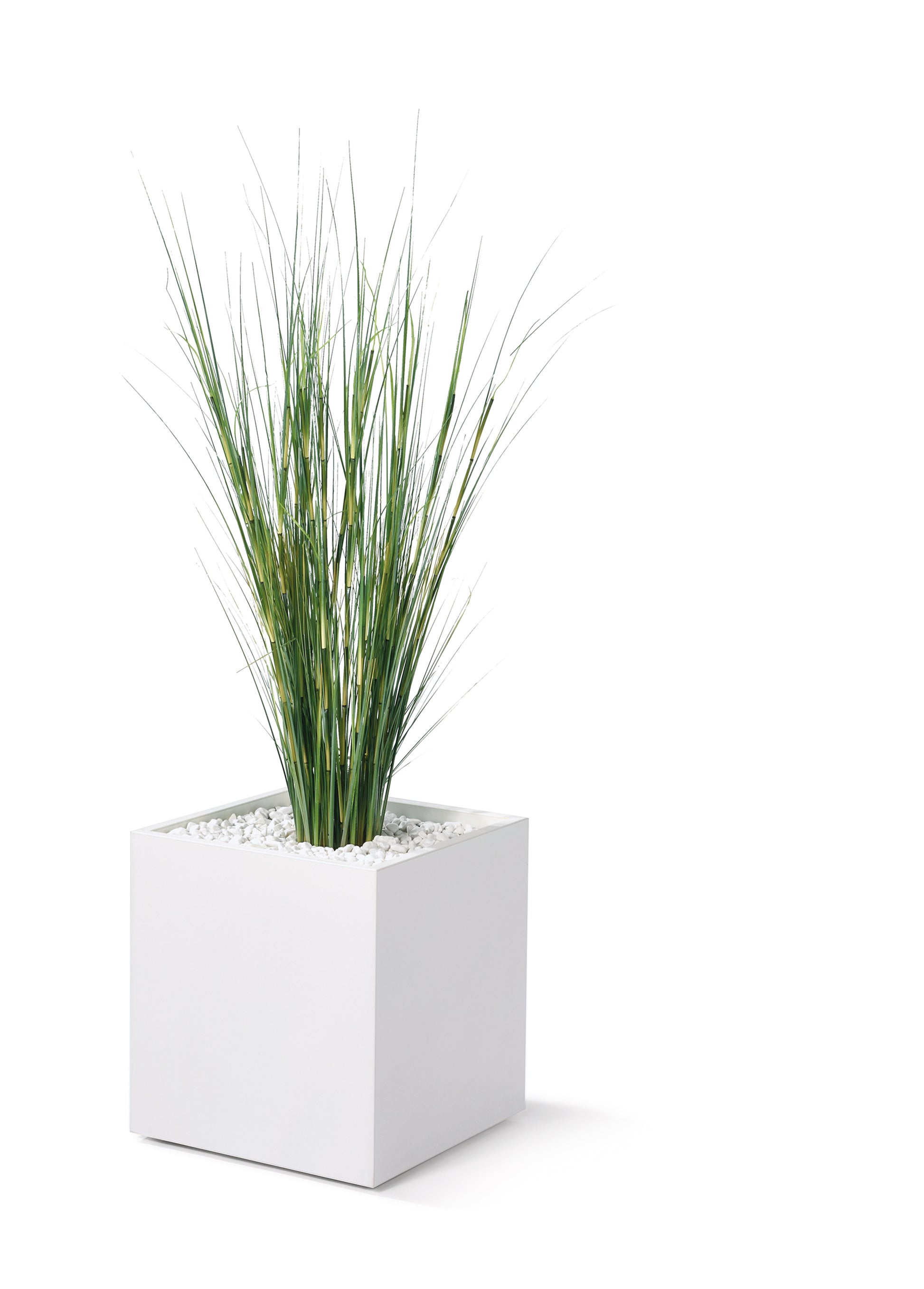 Seegras Equisetumgras, ca. 950mm - Primo Vero